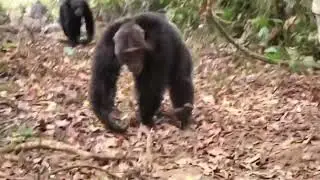 Chimpanzees: Masters of Chaos!😂