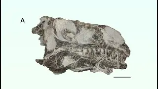 206 Million Years Buried:  Switzerland&rsquo;s Shocking Dinosaur Discovery! 🦕