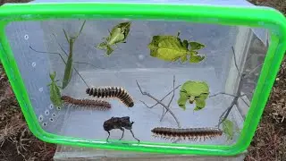 Bug hunting, garden insect collecting, mantis, beetle, locust, black milipede, stick insect