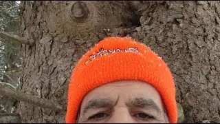 Coyote Wacker is live! sitting for the last 45 minutes.   muzzelloader huntin