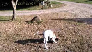 Malik finder Oskar 😊. Skals &aring;dal. II