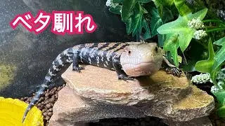 アオジタトカゲと遊ぶ　#アオジタトカゲ#ハルマヘラアオジタトカゲ