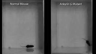 Normal and Ankyrin G mutant Mouse Behavior