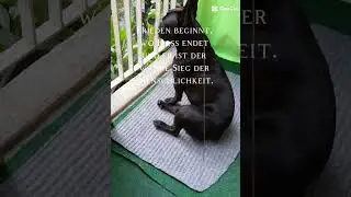 Franz&ouml;sische Bulldogge 