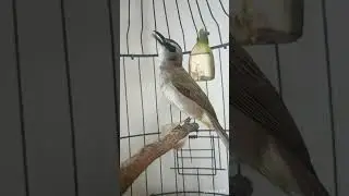 Masteran Burung Trucuk macet Bunyi