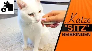 🔥Katze 