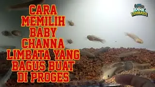 TERNYATA GINI!! CARA MILIH BABY LIMBATA BAGUS BUAT DIPROGES #treatment #channa #limbata