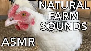 A Relaxing Morning on the Farm | Total ASMR Natural Sounds