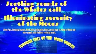 Call of the Moon Whales-Insomnia beating with wave and Whale sounds