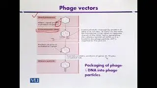 Packaging Phage-Lambda DNA in Vitro: Phage Vectors |Introduction to Biotechnology | BIO5101_Topic072