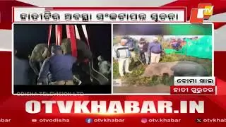 Elephant Critical After Ingesting Bomb, Shifted to Kapilash Treatment Centre