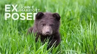EXPOSED Special Episode: NLWS Bear Cub Fundraiser