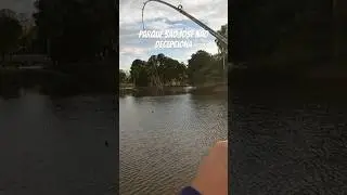Pescando no parque S&atilde;o Jos&eacute; dos Pinhais #music #pesca #fishing #peixesamazonicos #traira #tucunare