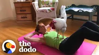 Rooster Loves To Read The Paper With His Grandpa | The Dodo