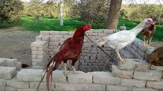 Asil birds from Pakistan