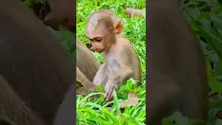 16 09 24  #monkeysamboy #babyanimal #monkeynay #babymonkey #animals #sharinglovemonkeys #babyprimate
