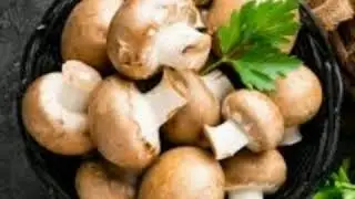 Study of the mushroom Basidiocarp