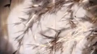 migloJE - Silence In The Snow