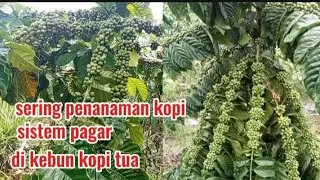 sering penanaman kopi sistem pagar  di kebun kopi tua