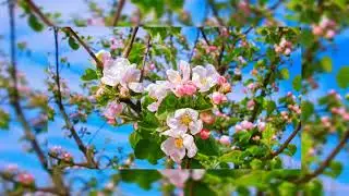 #shortclips #natureclips #duet#automobile #naturalclips #car #nature #naturalbeauty #naturalbeauty