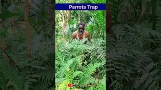 Simple a birds trap video. #shorts #funny #birds #birdtrap #comedy #nature