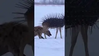 The Iron Clad Deer Teaching Hyenas A Lesson About Personal Space