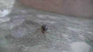 Black Widow Spider Macro HD Acworth Georgia
