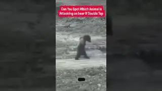 Answer this question which animal  Attack on bear ? #reels #challenge #nature #animal #wildlife #usa