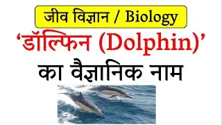 डॉल्फिन का वैज्ञानिक नाम // What is the scientific name of Dolphin in biology