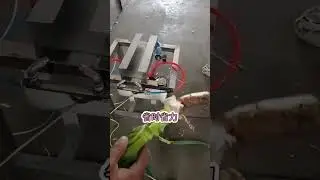 How to Remove the Outer skin?Scallion Peeling Machine Can help you