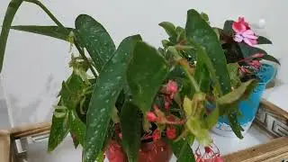 Kiraz begonyanin bakımı ve çoğaltılması nasıl yapılır?