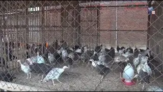 AgriStream TV - Main ke  Peternakan Kalkun Blitar