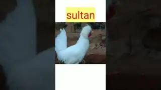 fancy bird sultan | fancy Chikan #shorts