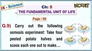 h:05 - Pg:59 - Q.9) Carry out following osmosis experiment: Take four peeled potato halves and scoop