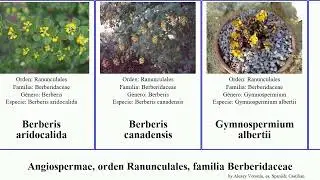 Angiospermae, orden Ranunculales, familia Berberidaceae canadensis gracilis angiosperms aquifolium