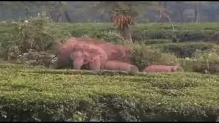 !!ELEPHANTS RAMPAGE IN EASTERN INDIA!!
