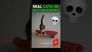 Skater Cat Got No Chill.. 🛹💀#trollfaceedit#viralcats#cat