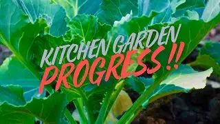 Balcony Kitchen Garden 🌿 | Growing Collard Greens at Home (Before & After)