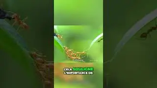 L'observation et l'apprentissage Les le&ccedil;ons des fourmis pour am&eacute;liorer nos vies#conte#short#legende