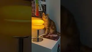 cat light show #cat #cuteanimals #cute #cutepets #catsound #kitten #animals