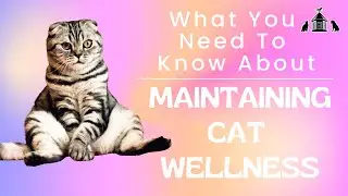 What You Need To Know About Maintaining Cat Wellness