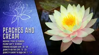 Nymphaea Peaches and Cream - Німфея Персики і крем