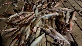 2022 NY squid fishing.