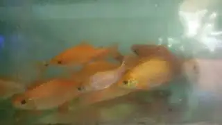 Baru liat ada Ikan nilem warna kuning....