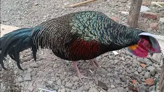 Gallus varius Ayam Hutan Hijau jinak bisa di lepas