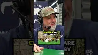 Разведение фазанов! @farmhandmike