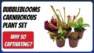 REVIEW (2025): BubbleBlooms Carnivorous Plant Set. Features.