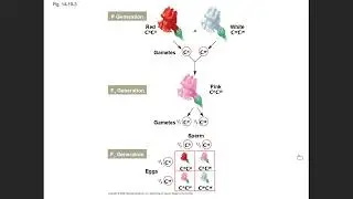Professor Lester's BIOL 150 Lecture - Mendelian Genetics and the Gene Idea part 2