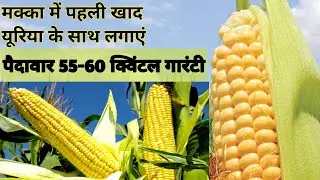 मक्का में पहला पानी और पहली कब दें || खाद डालने से पहले कर लें यह काम #agriculture 