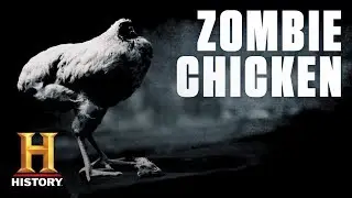 This Chicken Lived for Two Years Without a Head | History